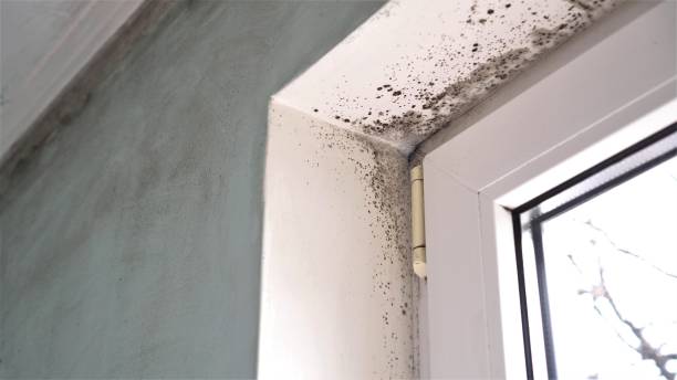 Best Asbestos and Lead Testing During Mold Inspection  in Corning, NY