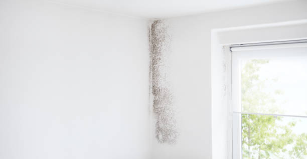 Best Mold Damage Restoration  in Corning, NY