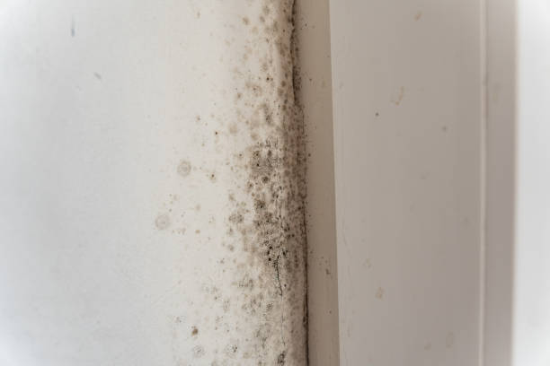 Best Commercial Mold Inspection  in Corning, NY